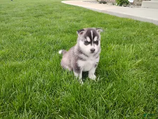 Siberian Husky dogs Avery - Ad 15