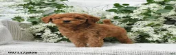 Goldendoodle dogs for sale: Jerry - Ad 5