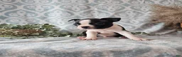 Boston Terrier dogs for sale: Boston Terrier Puppy 3 - Ad 10
