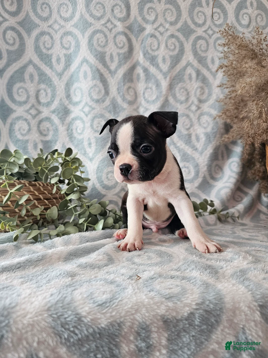 Boston Terrier dogs for sale: Boston Terrier Puppy 3 - Ad 10