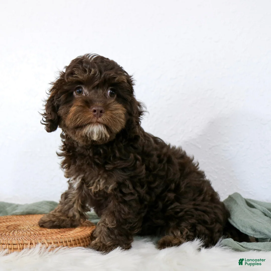 Cavapoo dogs for sale: Cavapoo Puppy 1 - Ad 1