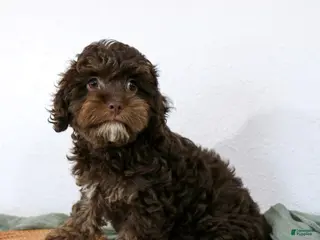 Cavapoo dogs for sale: Cavapoo Puppy 1 - Ad 1