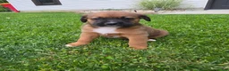 Mixed Breed dogs for sale: Duke - Ad 2