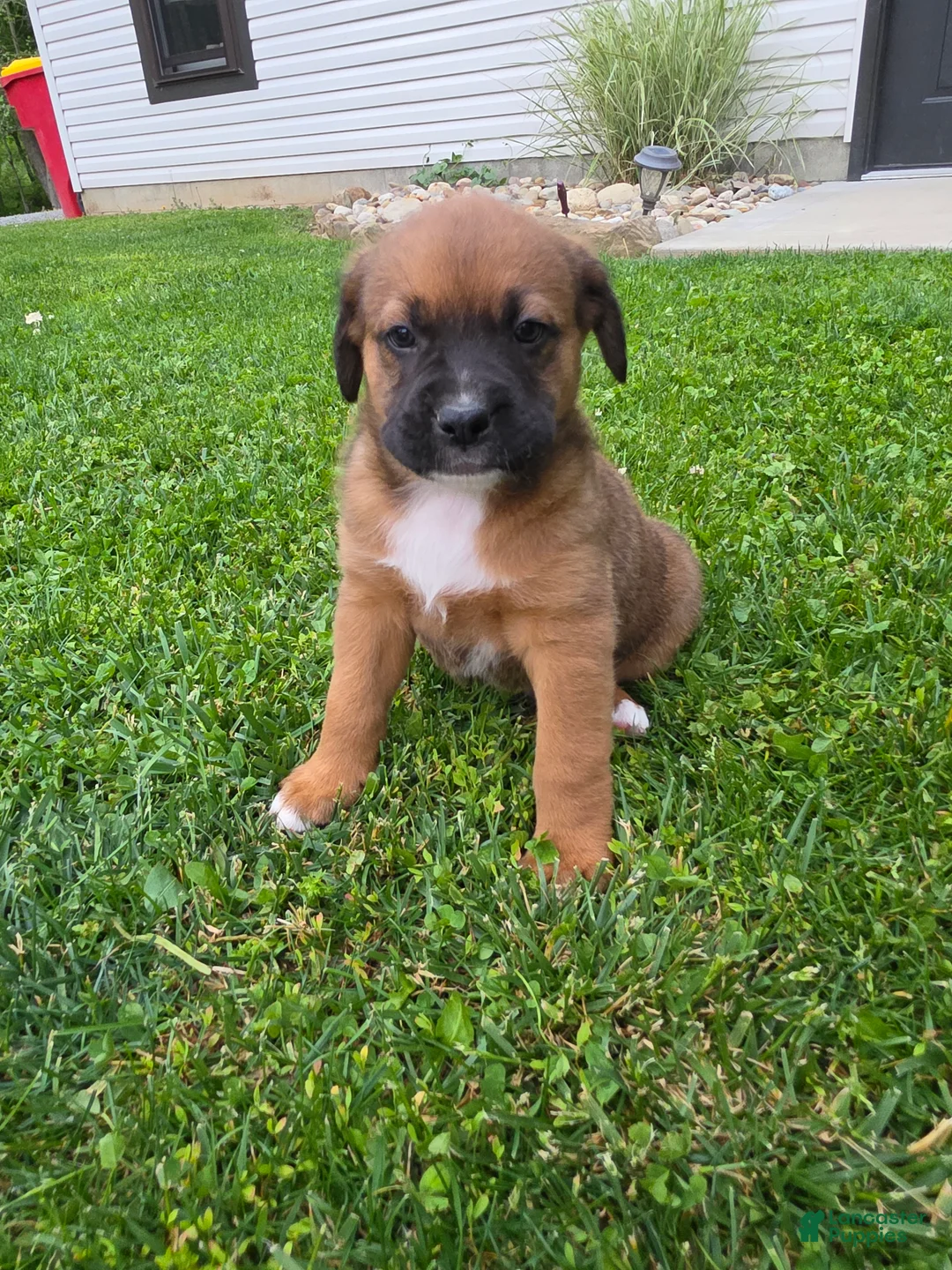 Mixed Breed dogs for sale: Duke - Ad 2