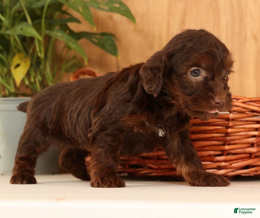 Yorkiepoo dogs for sale: Daisy - Ad 5