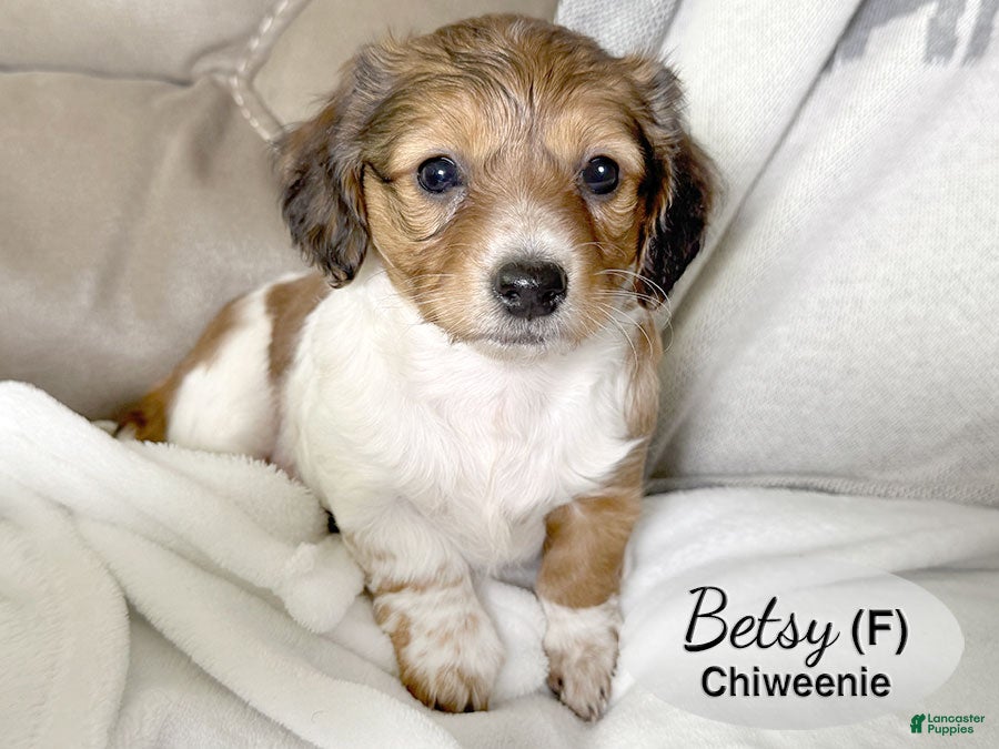 Chiweenie dogs for sale: Chiweenie Puppy 2 - Ad 2