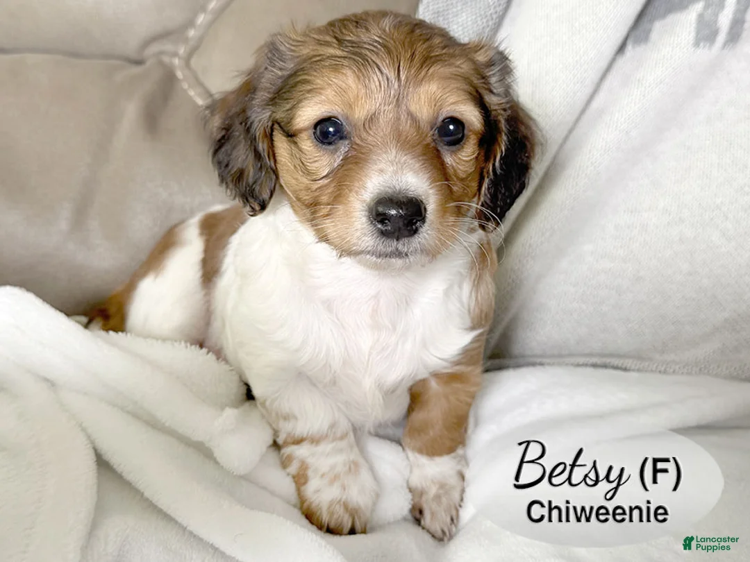 Chiweenie dogs for sale: Chiweenie Puppy 2 - Ad 1