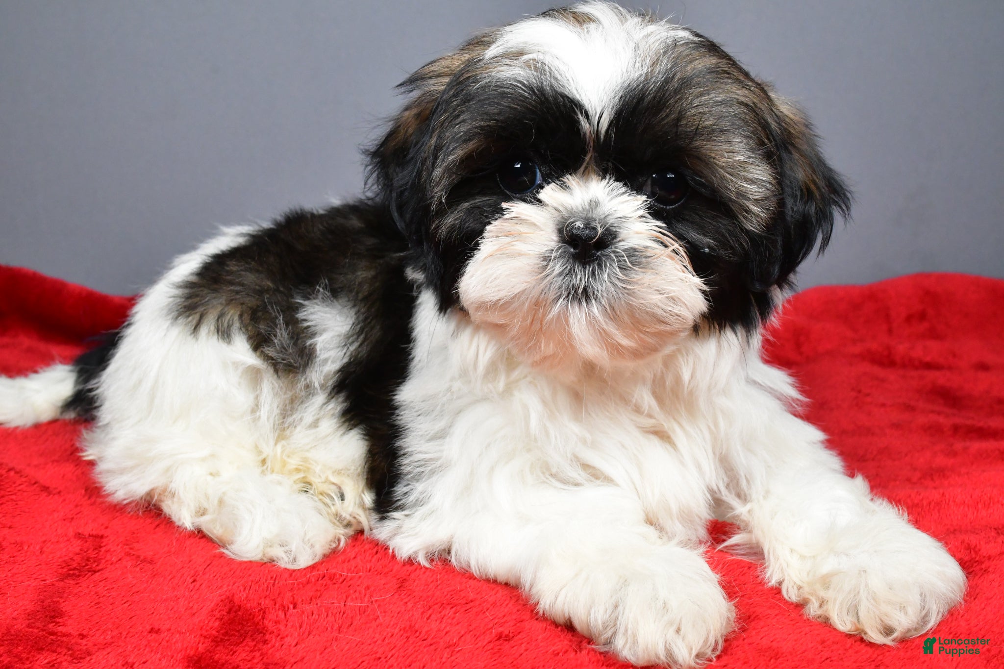 Shih Tzu dogs Peggy - Ad 1