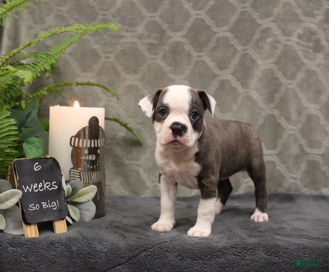Boston Terrier dogs for sale: Celesta - Ad 6