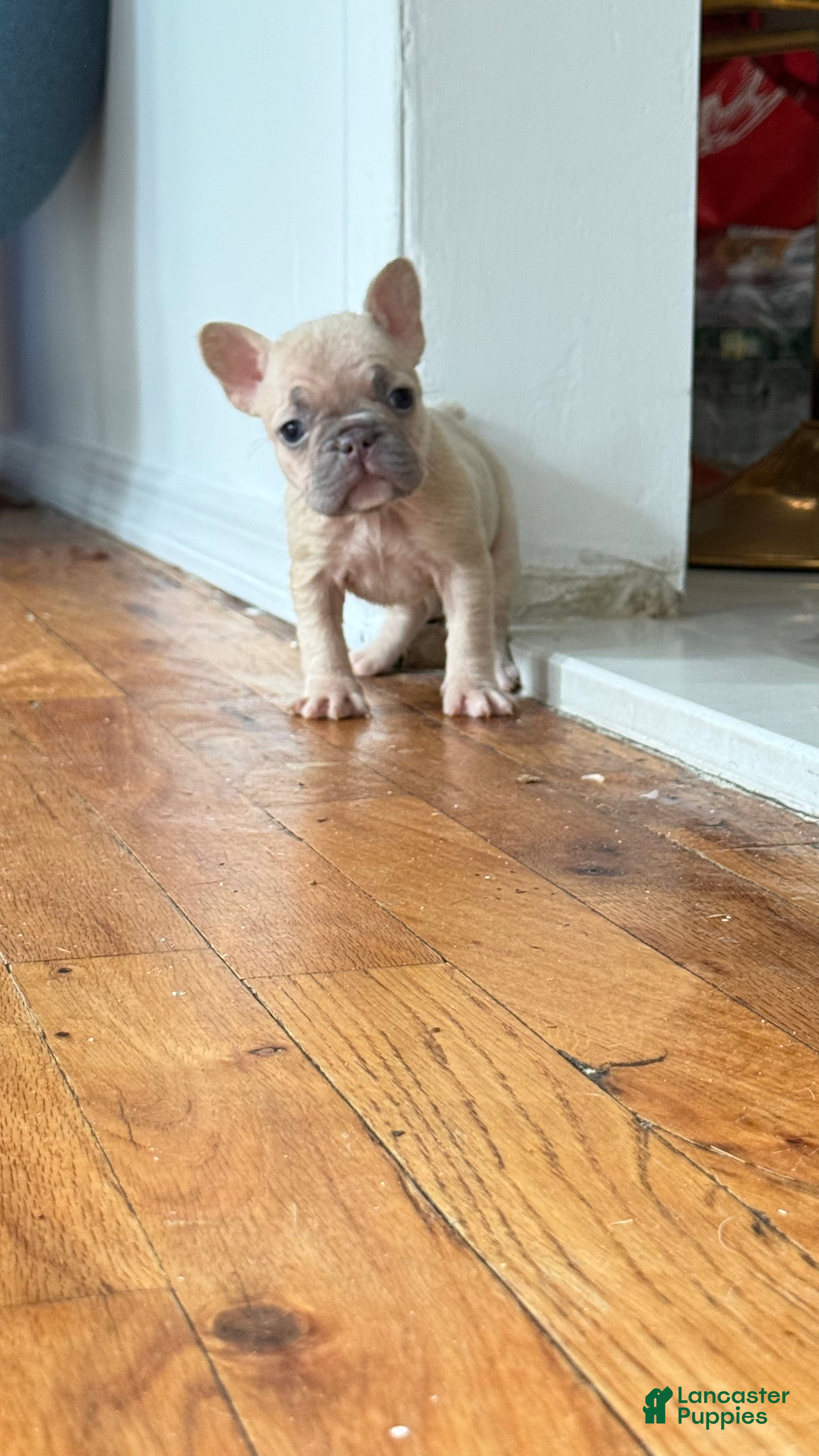 French Bulldog dogs Winnie - Ad 2