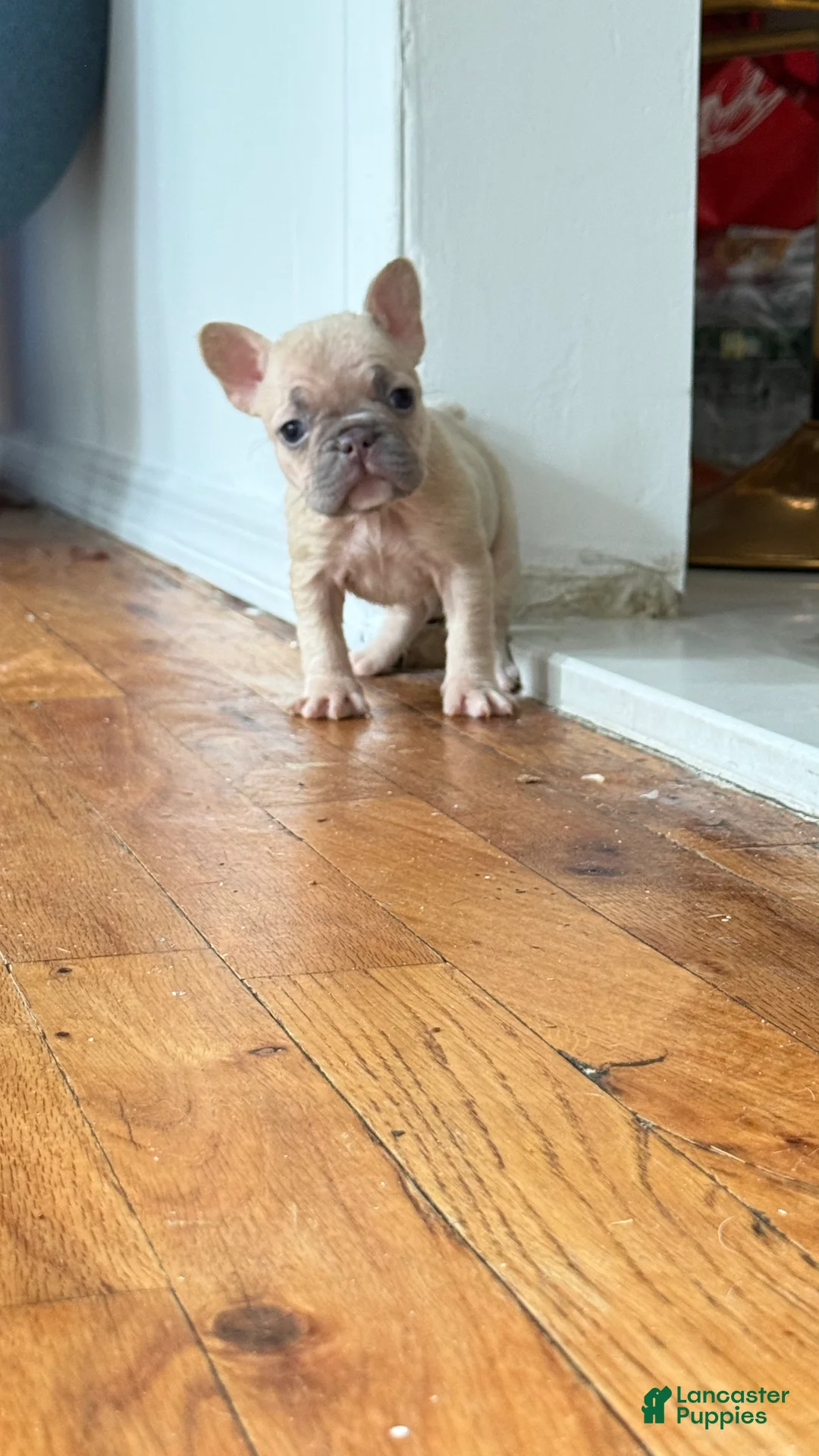 French Bulldog dogs for sale: Winnie - Ad 2