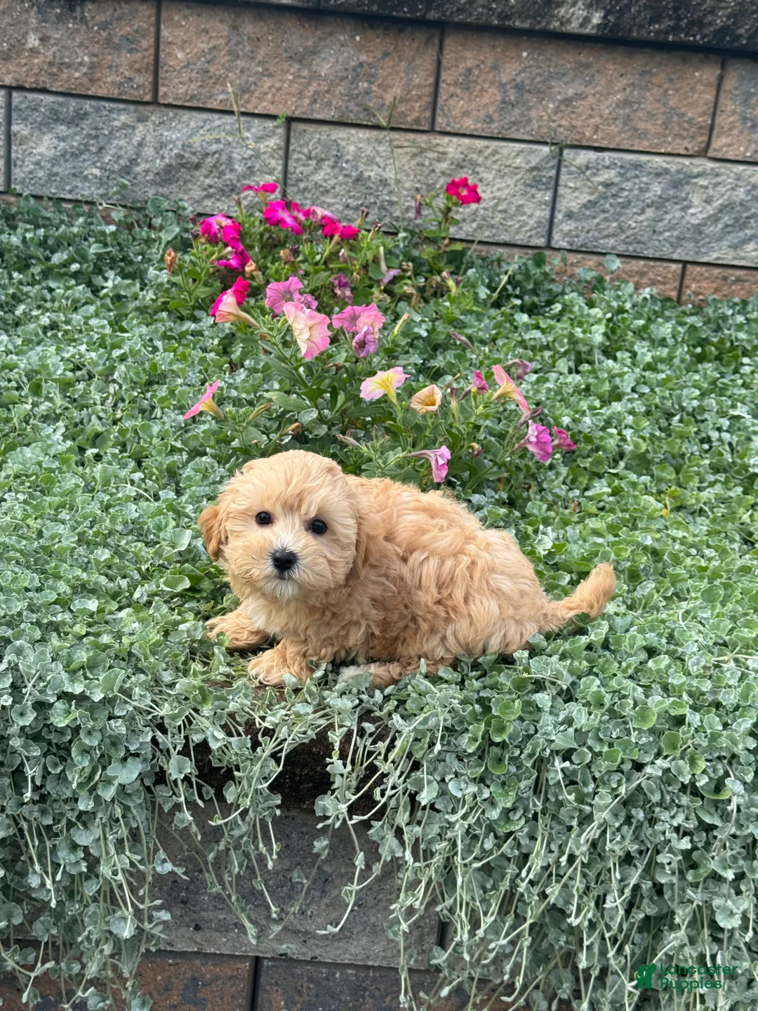 Maltipoo dogs for sale: Mary - Ad 2