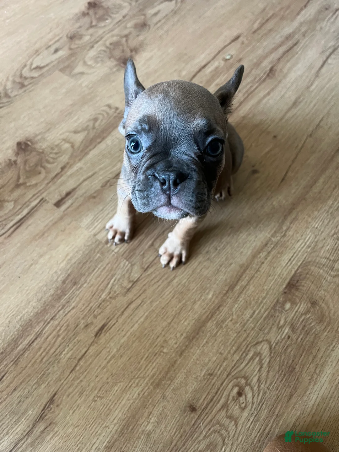 French Bulldog dogs for sale: French Bulldog 2 - Ad 1
