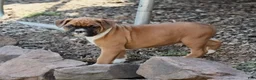Boxer dogs for sale: Tanyon  - Ad 3