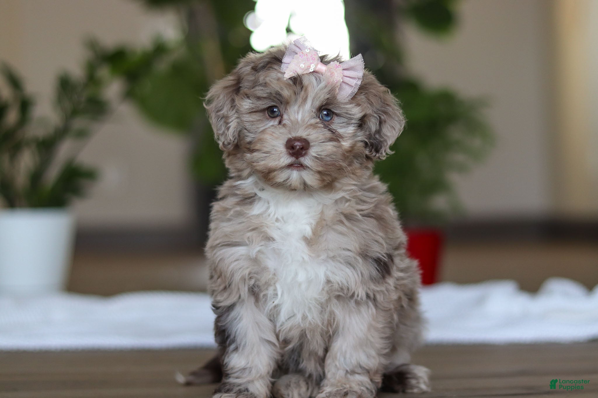 Havapoo dogs Skye - Ad 19