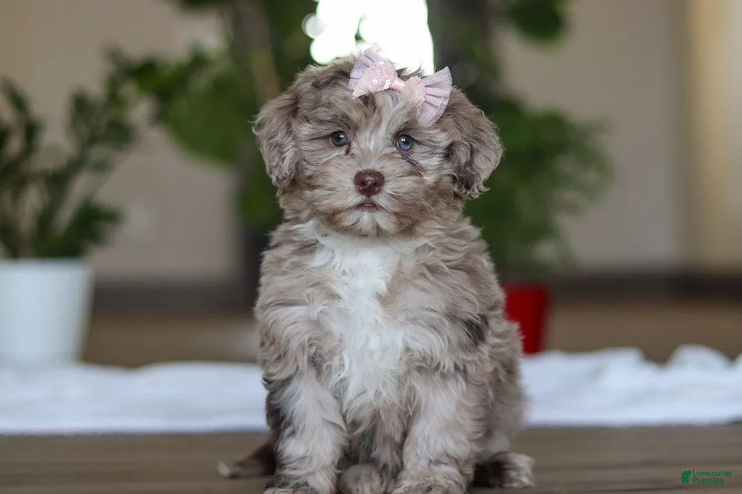 Havapoo dogs for sale: Skye - Ad 1