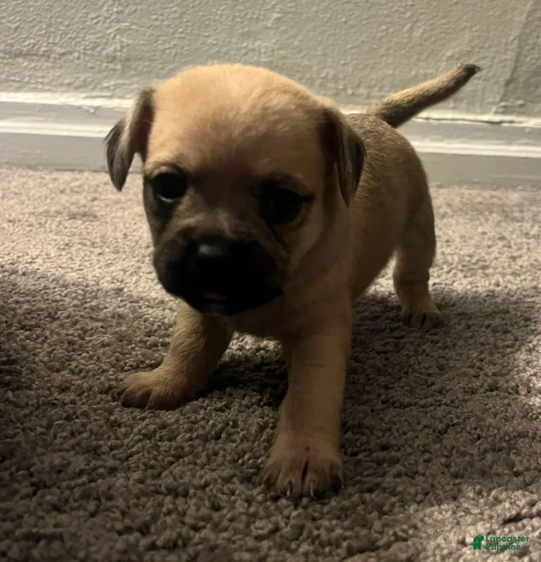 Pugapoo dogs for sale: Darhla - Ad 2