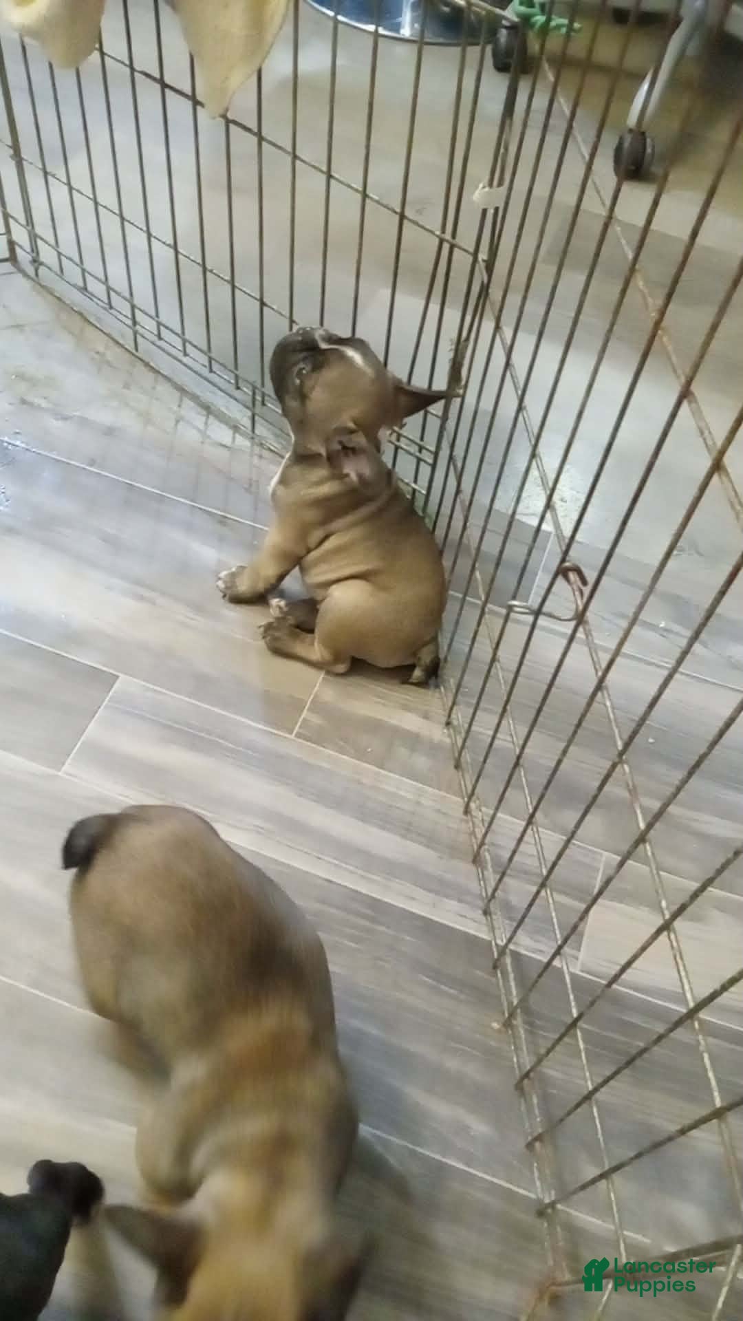 French Bulldog dogs Spud - Ad 2