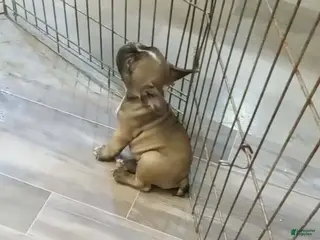 French Bulldog dogs Spud - Ad 2