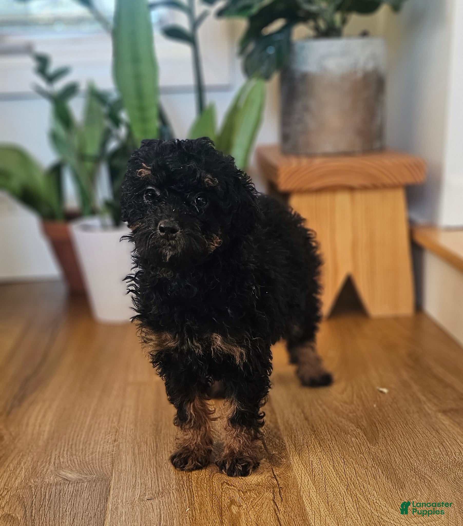 Mini Bernedoodle dogs Sierra - Ad 37