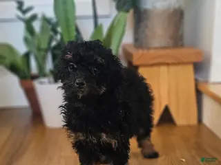 Mini Bernedoodle dogs Sierra - Ad 37