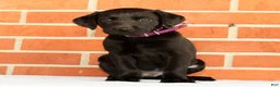 Labrador Retriever dogs for sale: Bravely - Ad 7