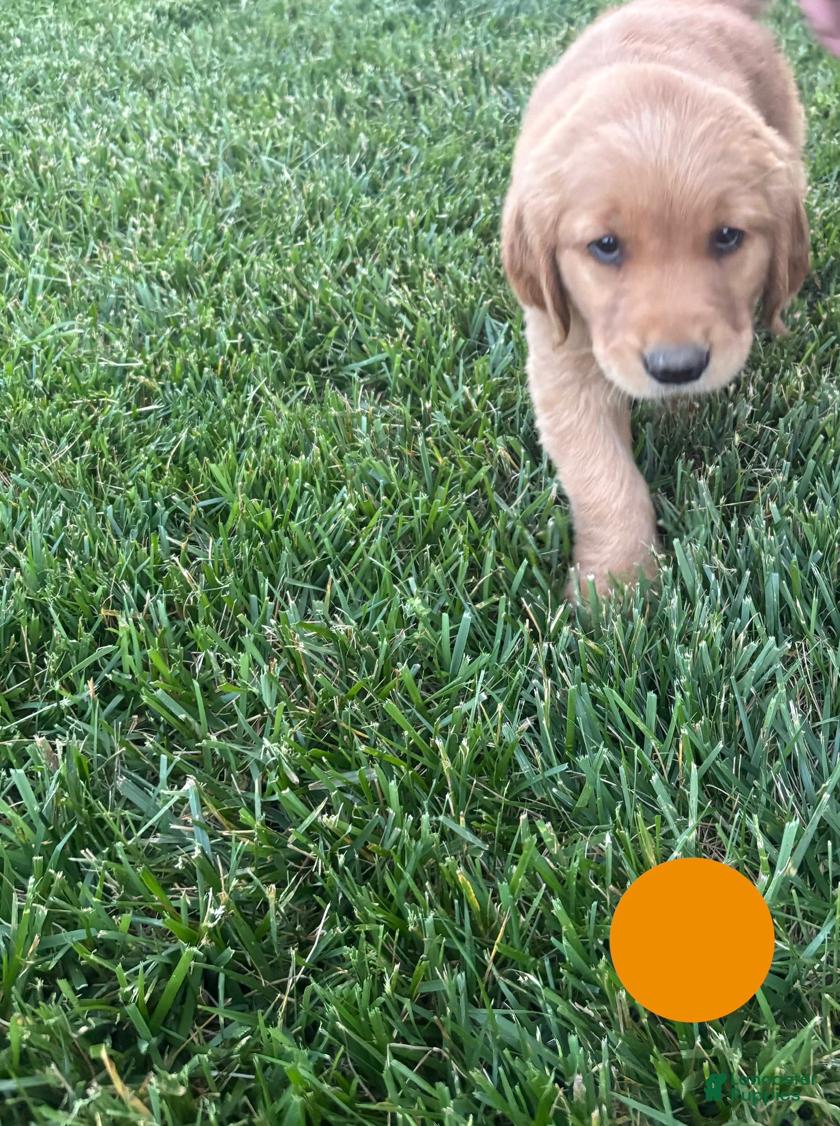 Golden Retriever dogs for sale: Jax - Ad 3