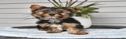 Yorkshire Terrier dogs for sale: Thomas - Ad 3
