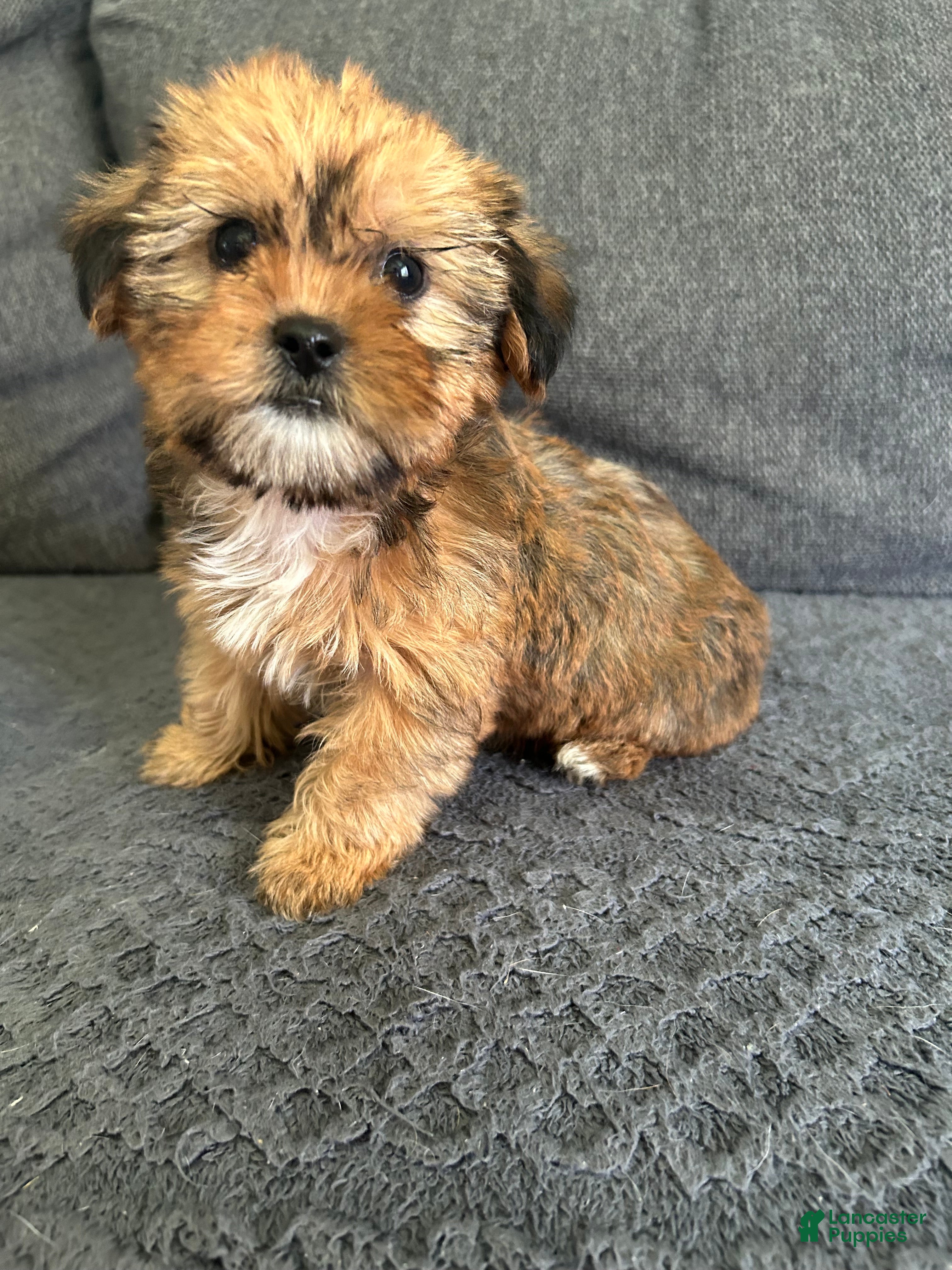 Shorkie dogs Lance - Ad 24