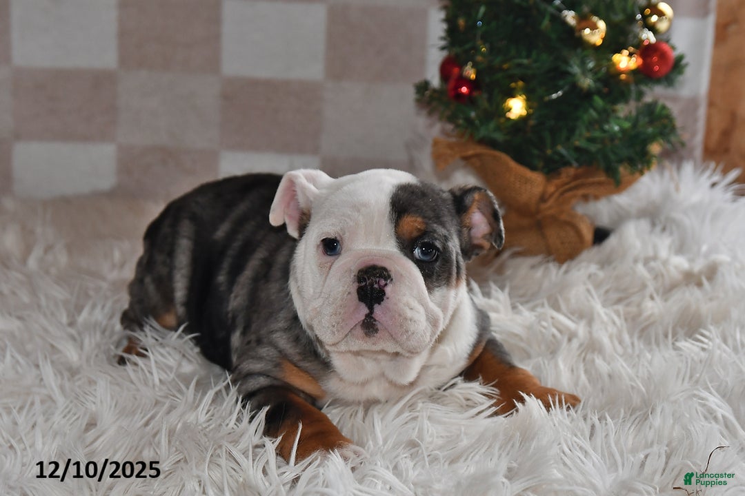 Olde English Bulldogge dogs for sale: Sadie - Ad 5