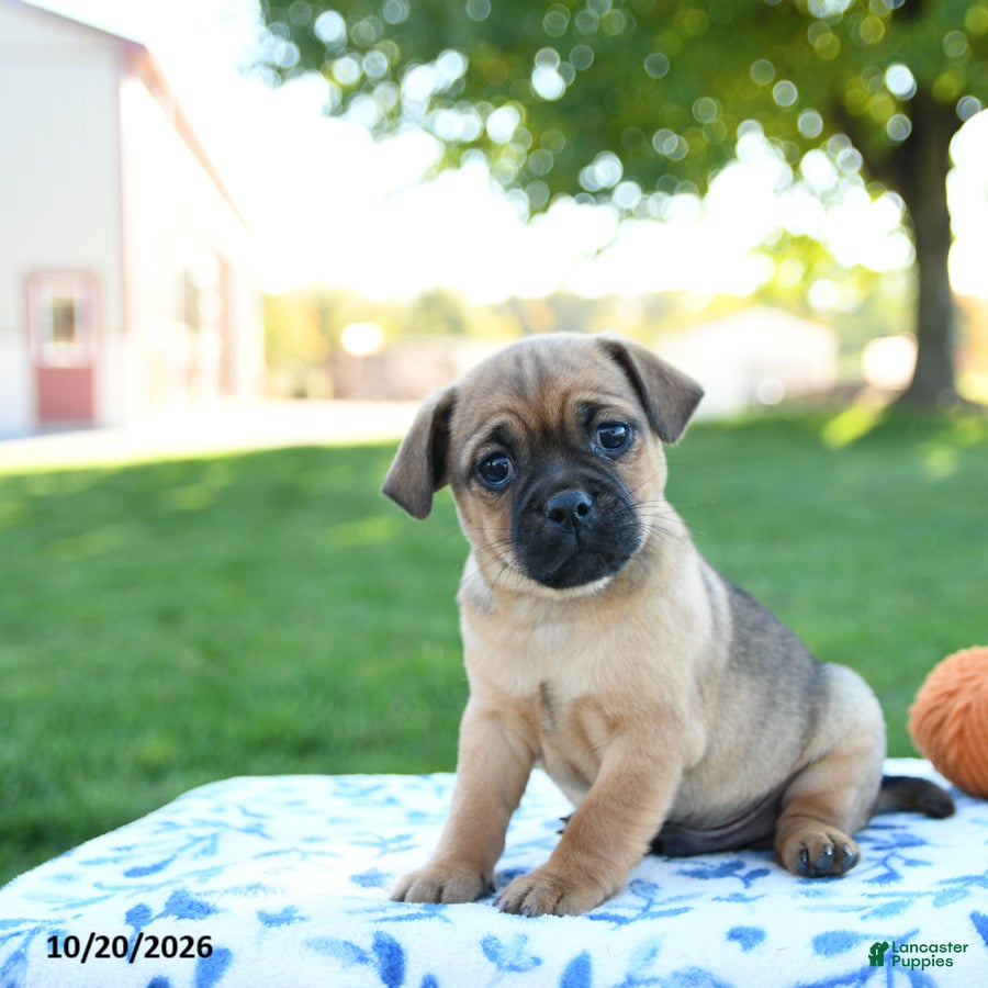 Jug dogs for sale: Spice - Ad 1