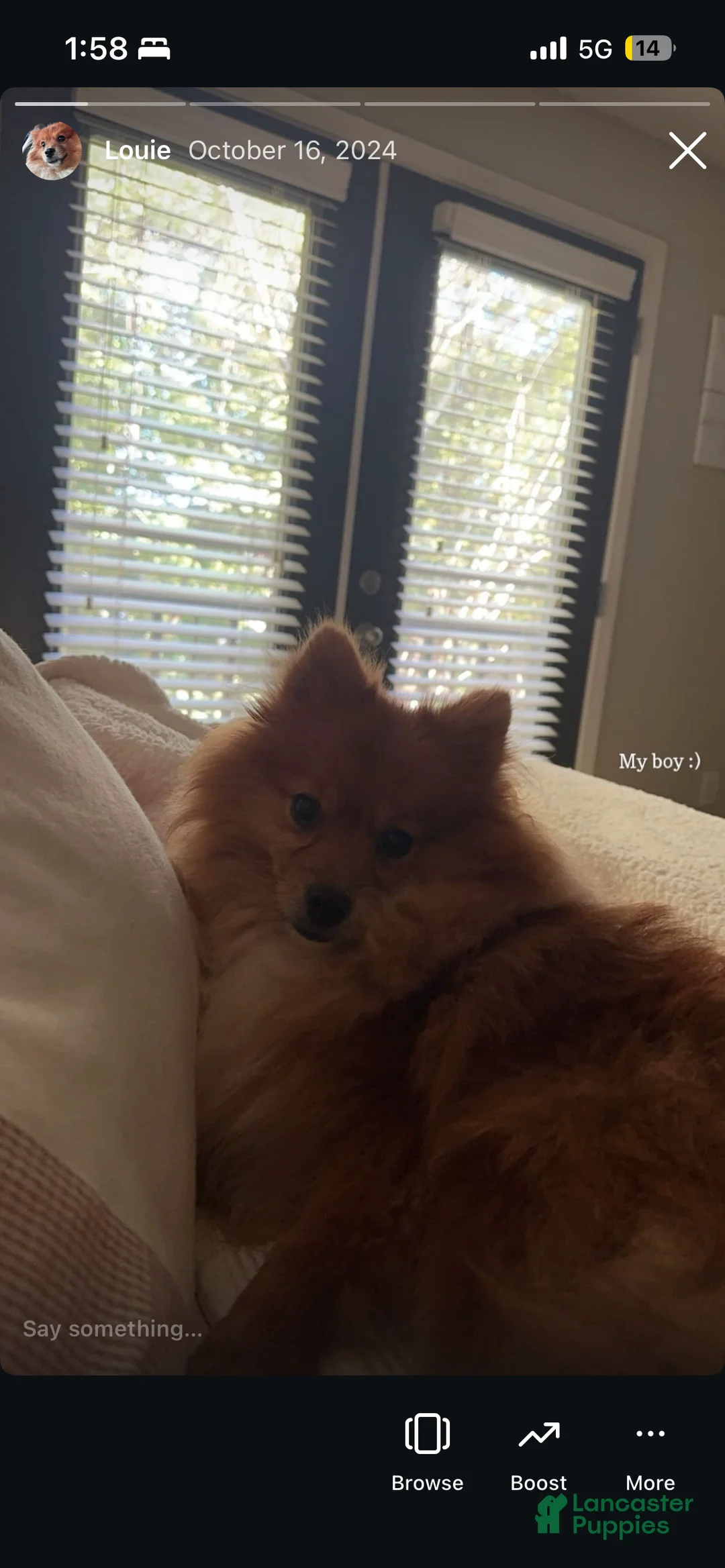 Pomeranian dogs for sale: Pomeranian 1 - Ad 2