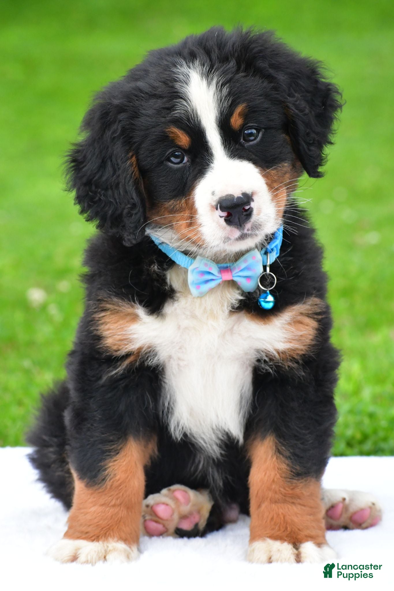 Bernese Mountain Dog dogs Ned - Ad 2