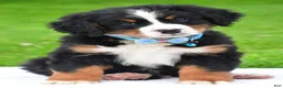 Bernese Mountain Dog dogs for sale: Ned - Ad 2