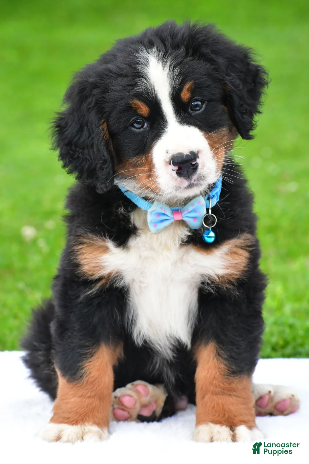Bernese Mountain Dog dogs for sale: Ned - Ad 2
