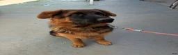 German Shepherd dogs for sale: German Shepherd 1 - Ad 2