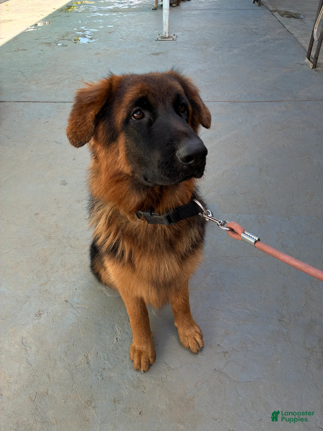 German Shepherd dogs for sale: German Shepherd 1 - Ad 2