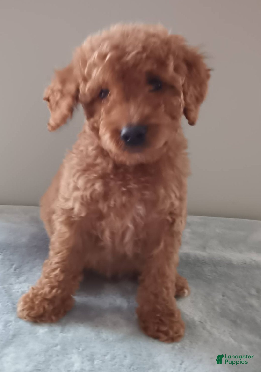 Goldendoodle dogs for sale: Little Bear  - Ad 3