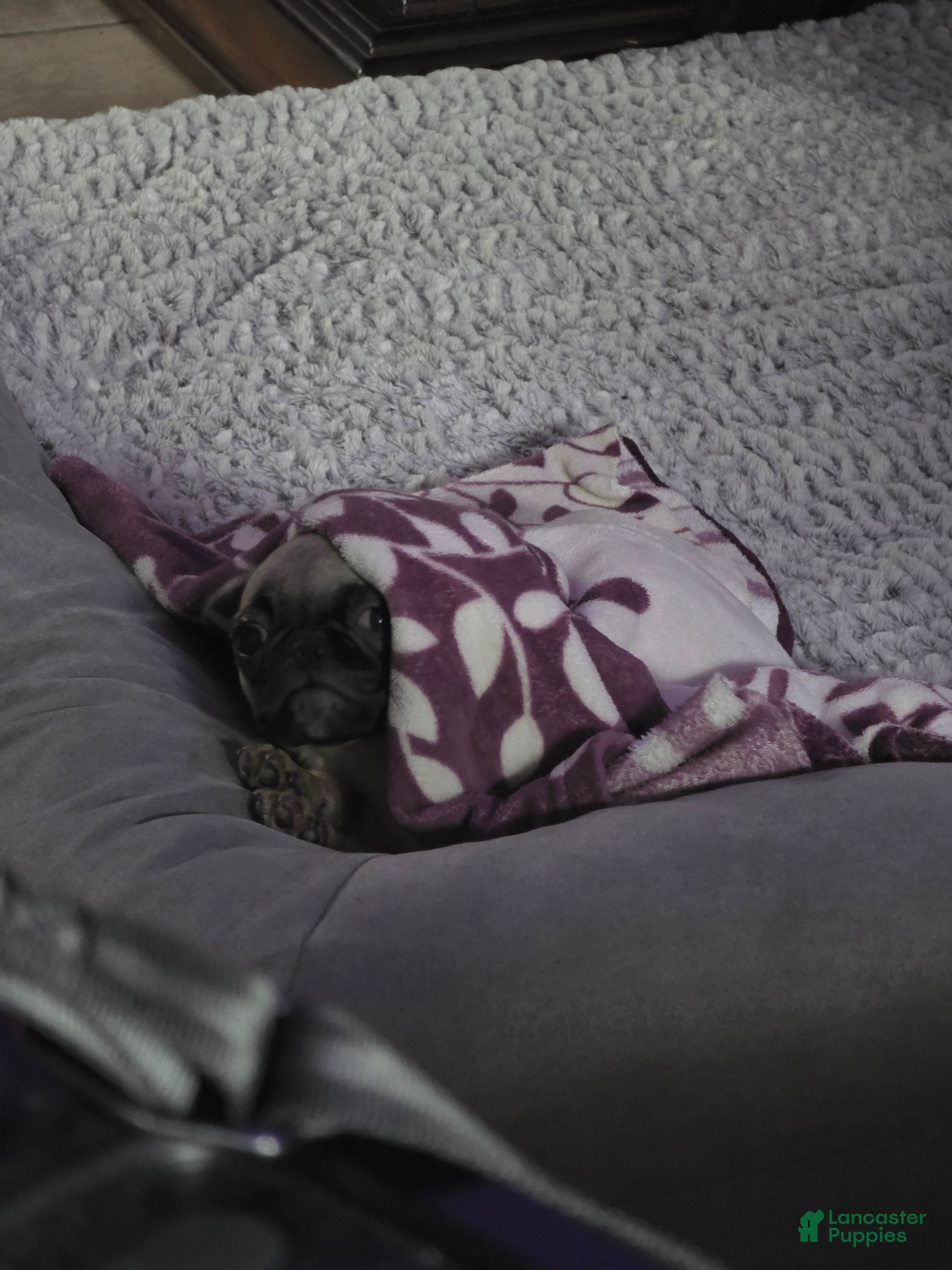 Pug dogs for sale: Pug Puppy 4 - Ad 2