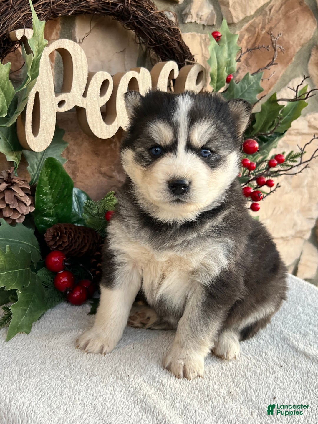 Pomsky dogs for sale: Belle - Ad 3