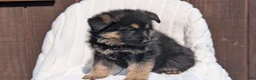 German Shepherd dogs for sale: Zion - Ad 4