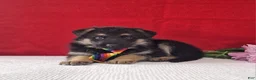 German Shepherd dogs for sale: Lincoln - Ad 3