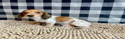 Miniature Dachshund dogs for sale: Nellie - Ad 6