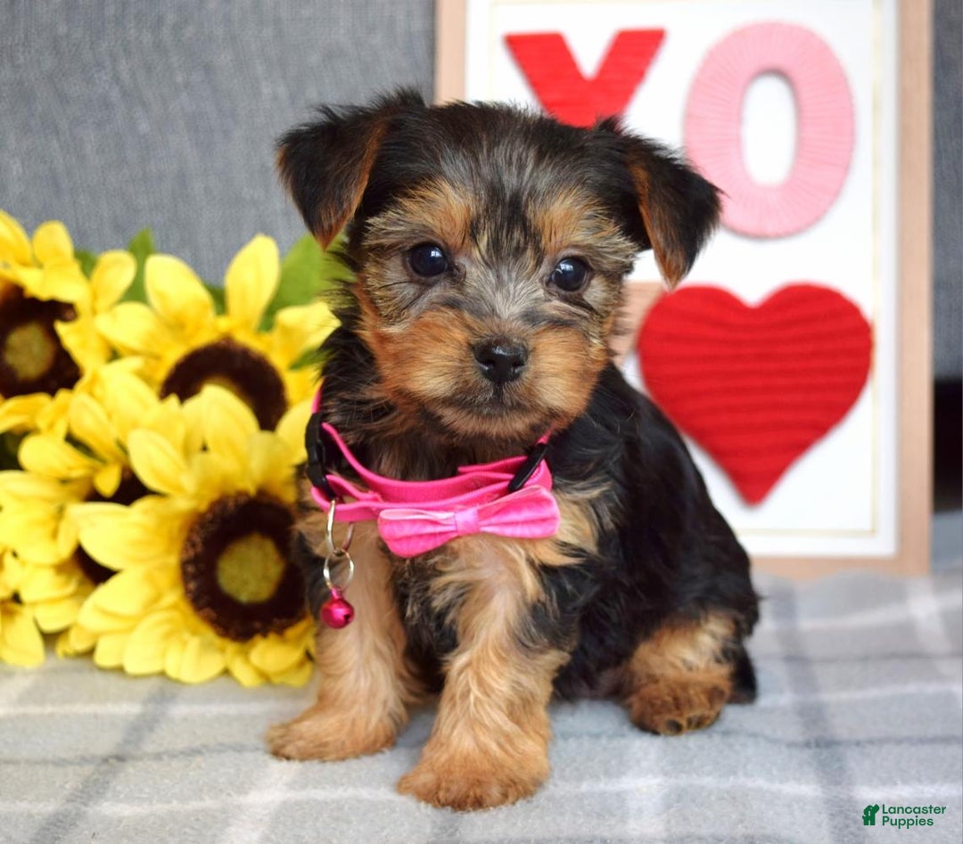 Yorkshire Terrier dogs for sale: Haddie - Ad 2
