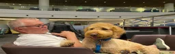 Double Doodle dogs for sale: River - F2 Double Doodle - Ad 18