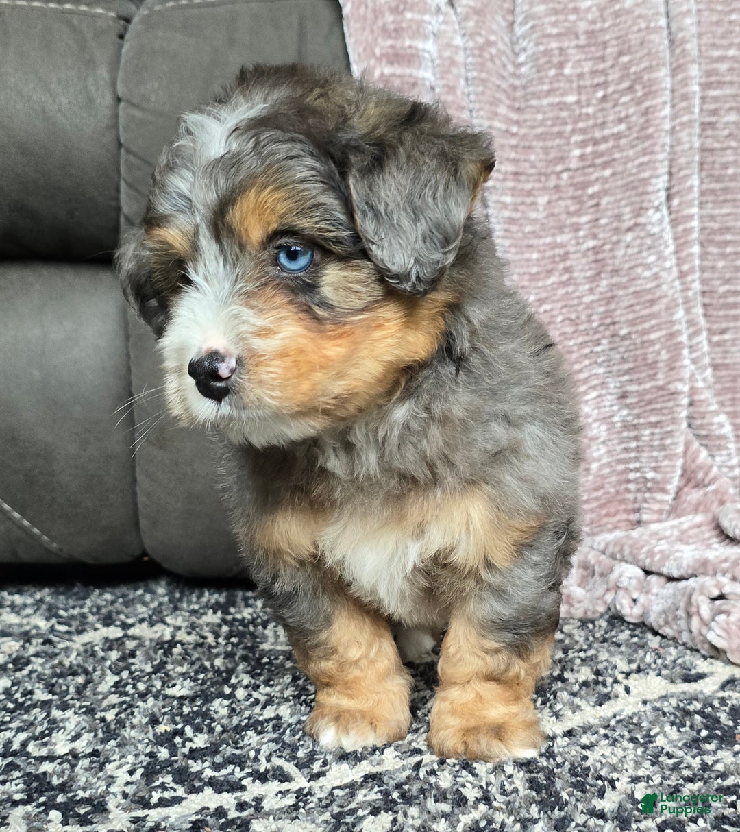 Mini Bernedoodle dogs for sale: Mini Watts - Ad 24