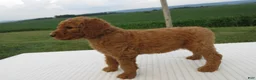Goldendoodle dogs for sale: Rosie - Ad 13