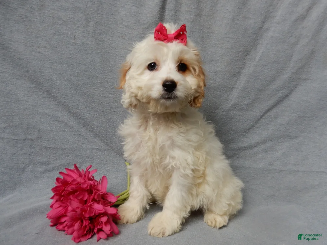 Cockapoo dogs for sale: Selena - Ad 4