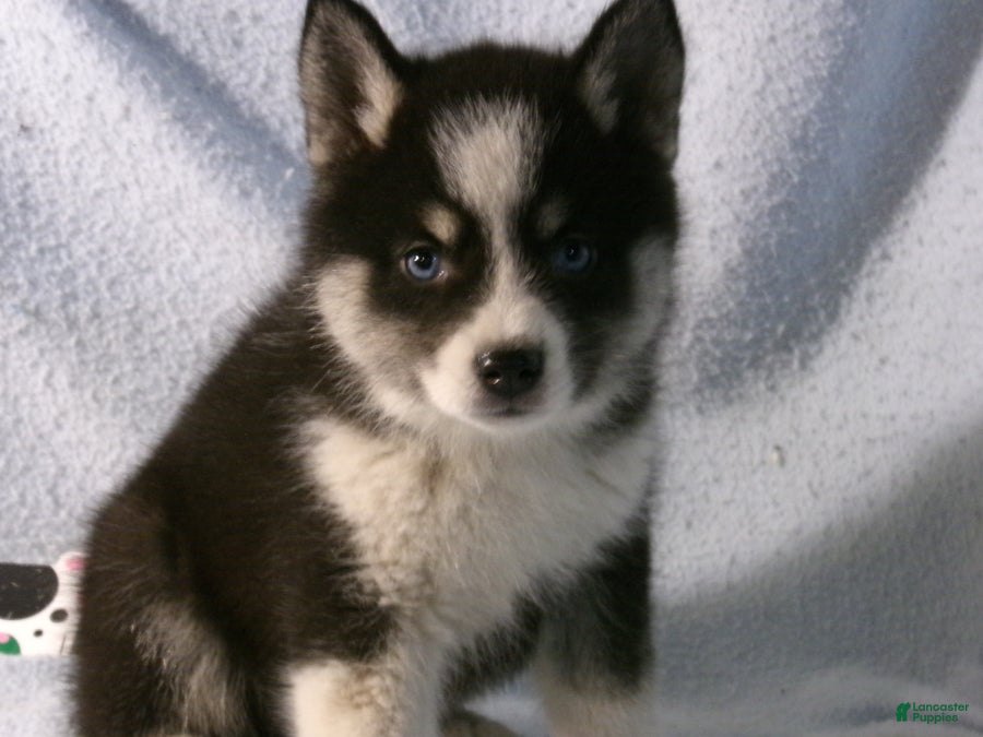 Pomsky dogs Phil - Ad 1