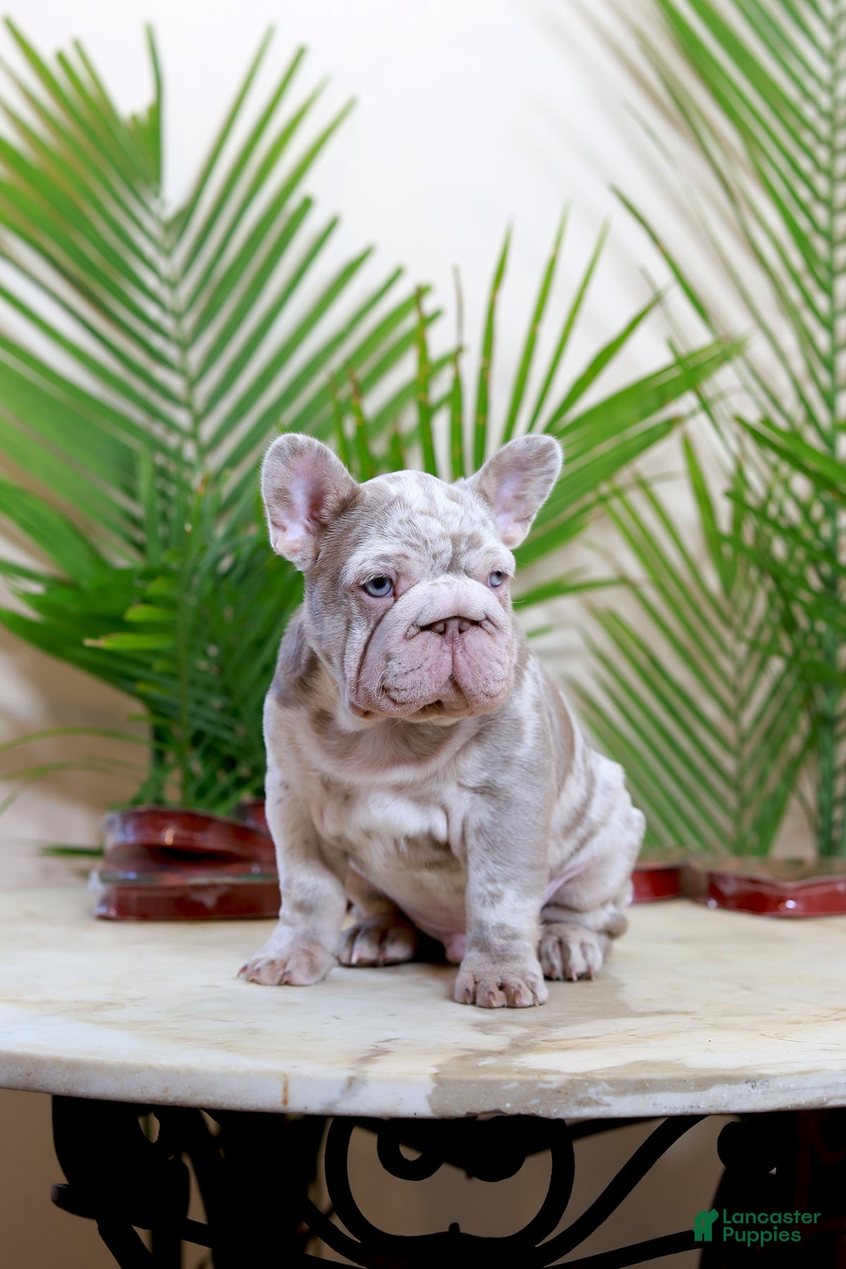 French Bulldog dogs Martin  - Ad 2